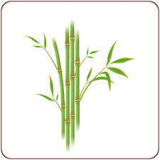 Le bambou - symbole du Vovinam